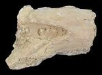 Mosasaur (Platecarpus) Jaw Section - Kansas #60666-2